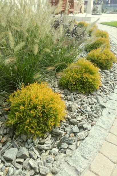 Низькоросла туя Голден Таффет для бордюрів.